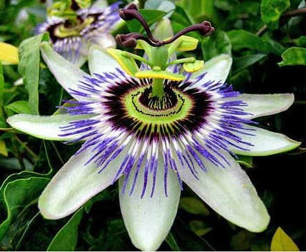 Picture Passion Flower on Of Tropical Flowers  Rare Tropical Flowers  List Of Exotic Flowers