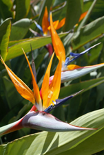 Bird of Paradise Plant