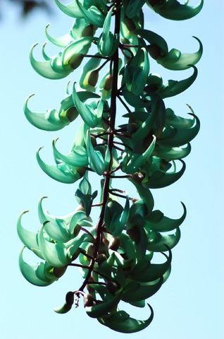 Blue Jade Flower