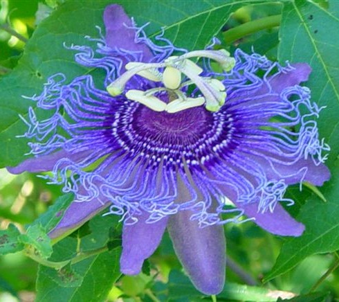 Passion Flower Vine Care and Planting Tips