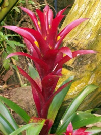 Guzmania Lingulata and Hybrids, How to Grow Scarlet Star Plant, Bromeliad  Care Tips