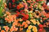 Begonia Flowers