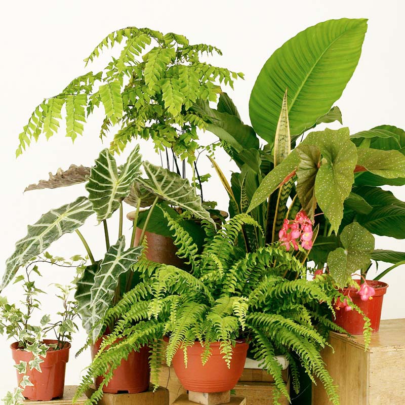Tropical House Plants
