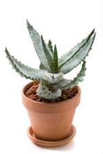 Aloe Vera Houseplant