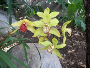 Caring for Orchids