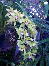 Orchid Care Tips