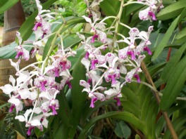 Taking Care of Orchids