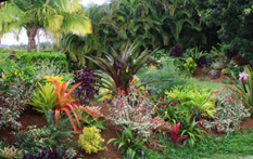 Tropical Garden